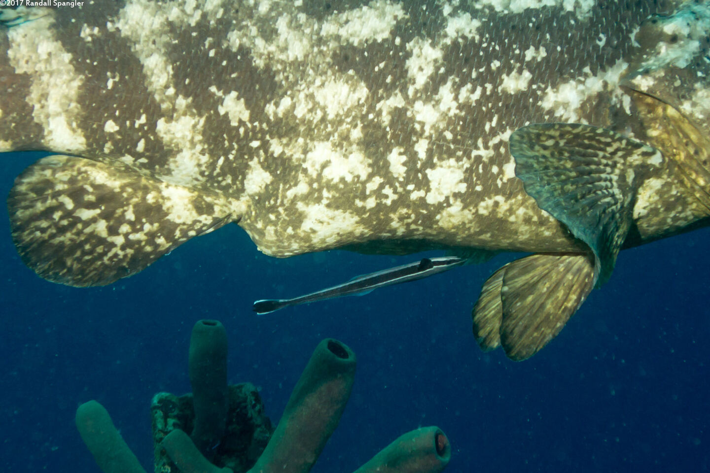 Echeneis naucrates (Sharksucker)