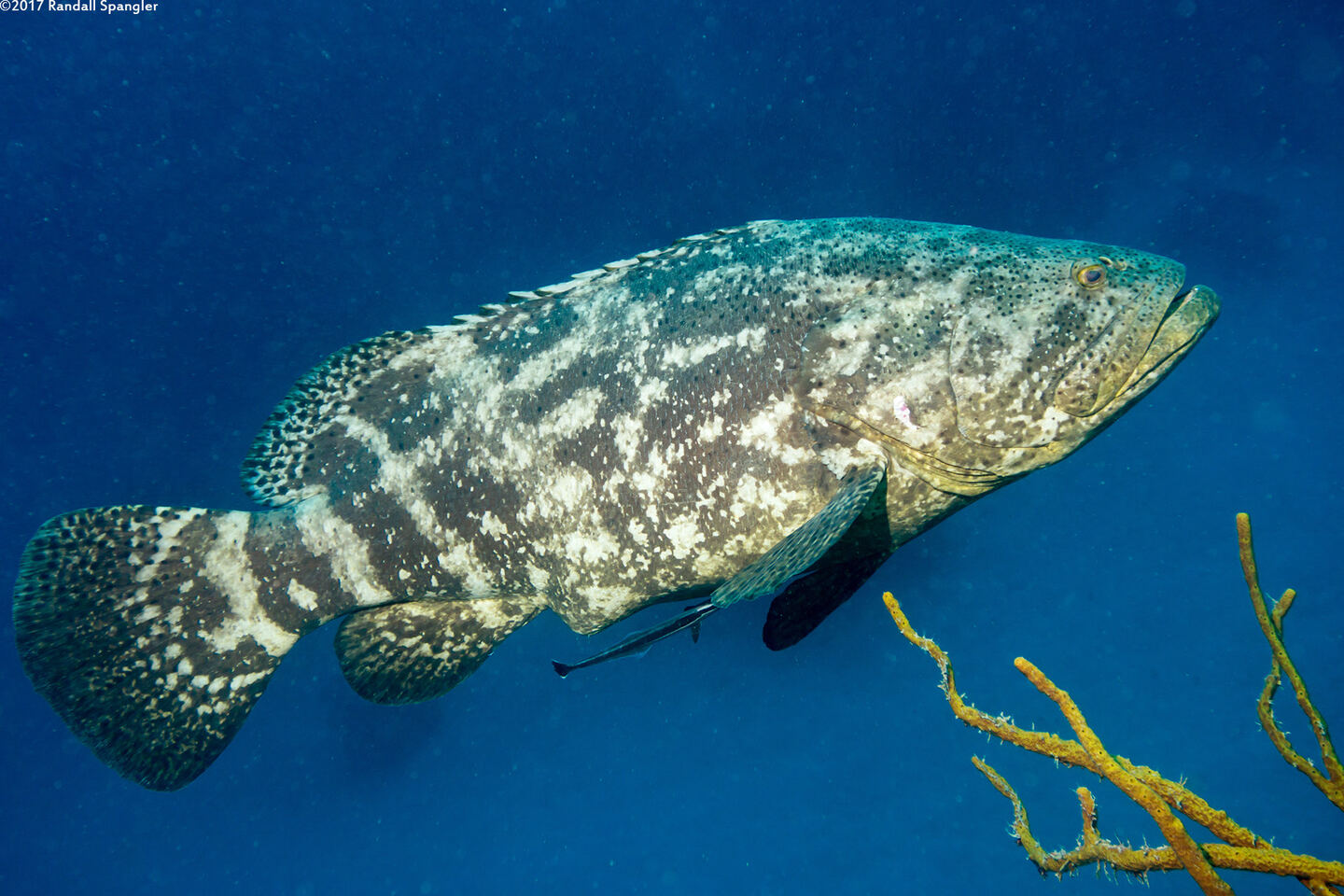 Epinephelus itajara (Goliath Grouper)