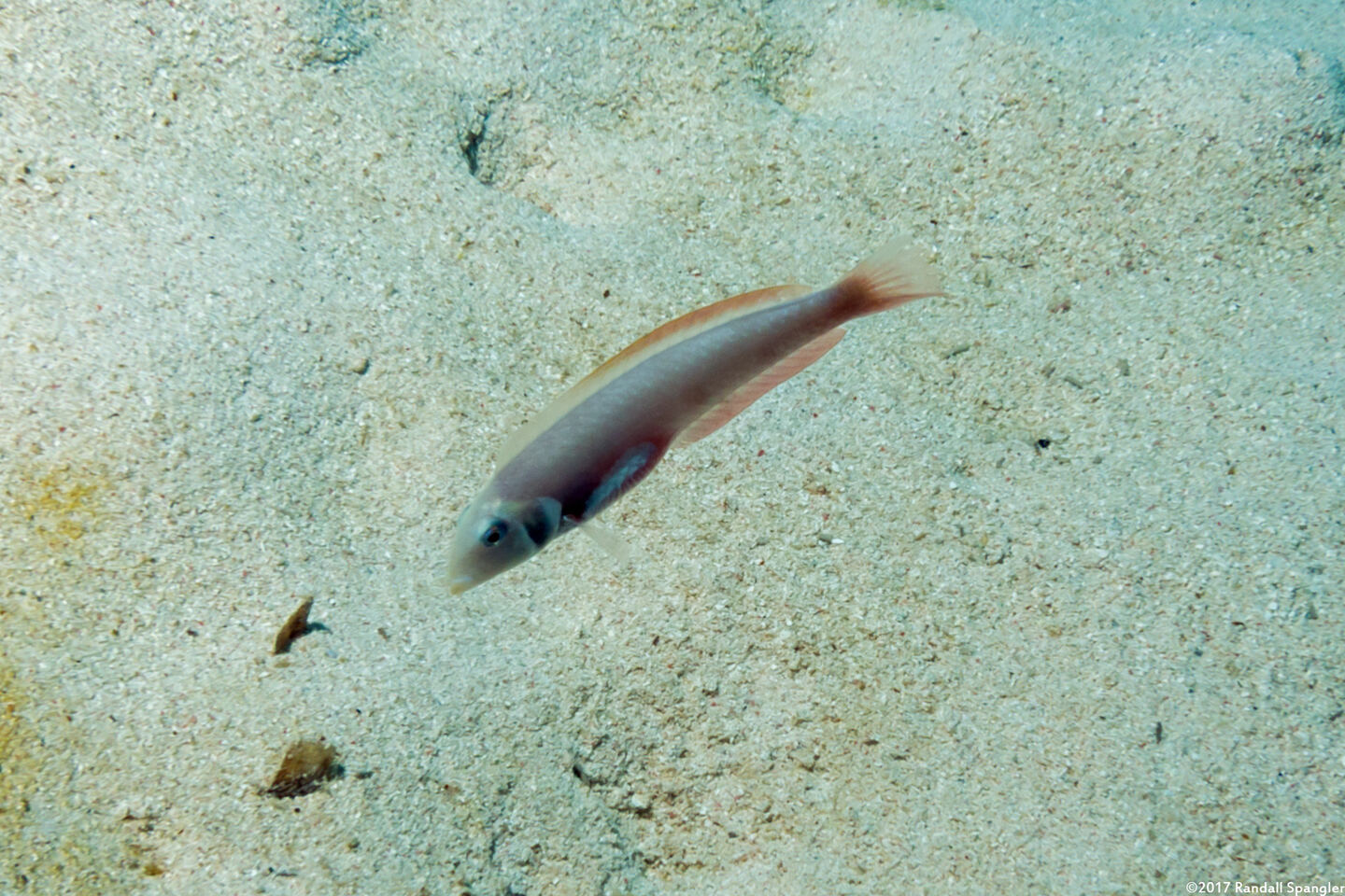 Xyrichtys martinicensis (Rosy Razorfish)