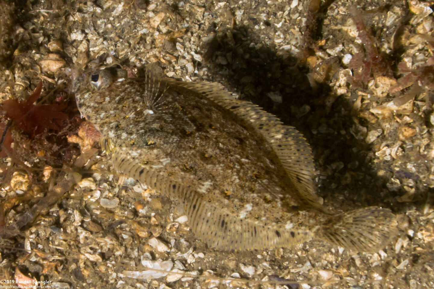 Citharichthys stigmaeus (Speckled Sanddab)