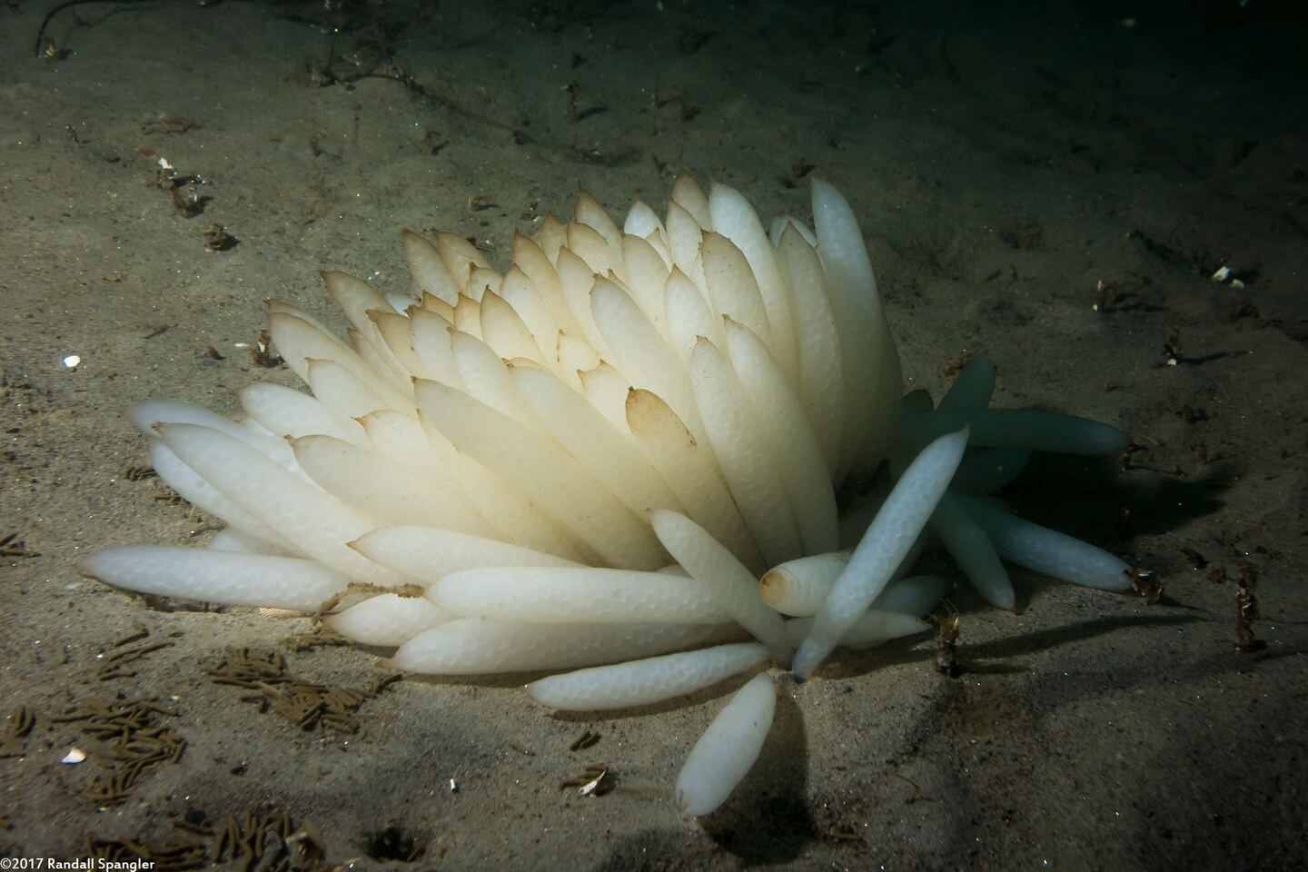 Doryteuthis opalescens (Market Squid)