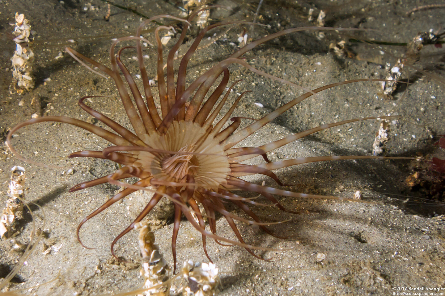 Pachycerianthus aestuari (Pachycerianthus Aestuari)