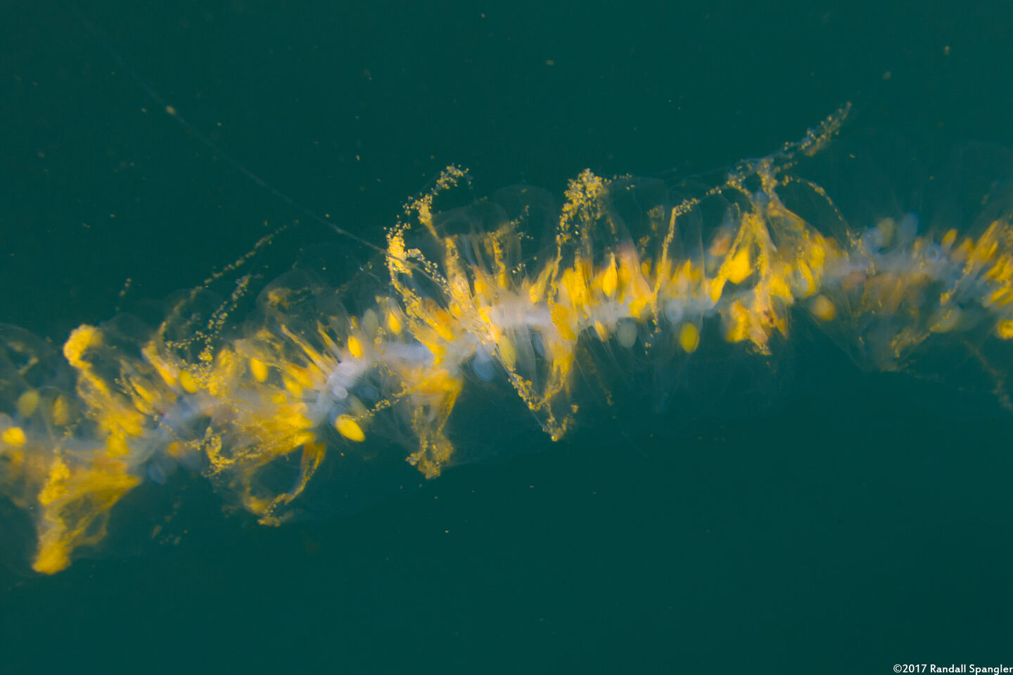 Praya sp.1 (Praya sp.1)