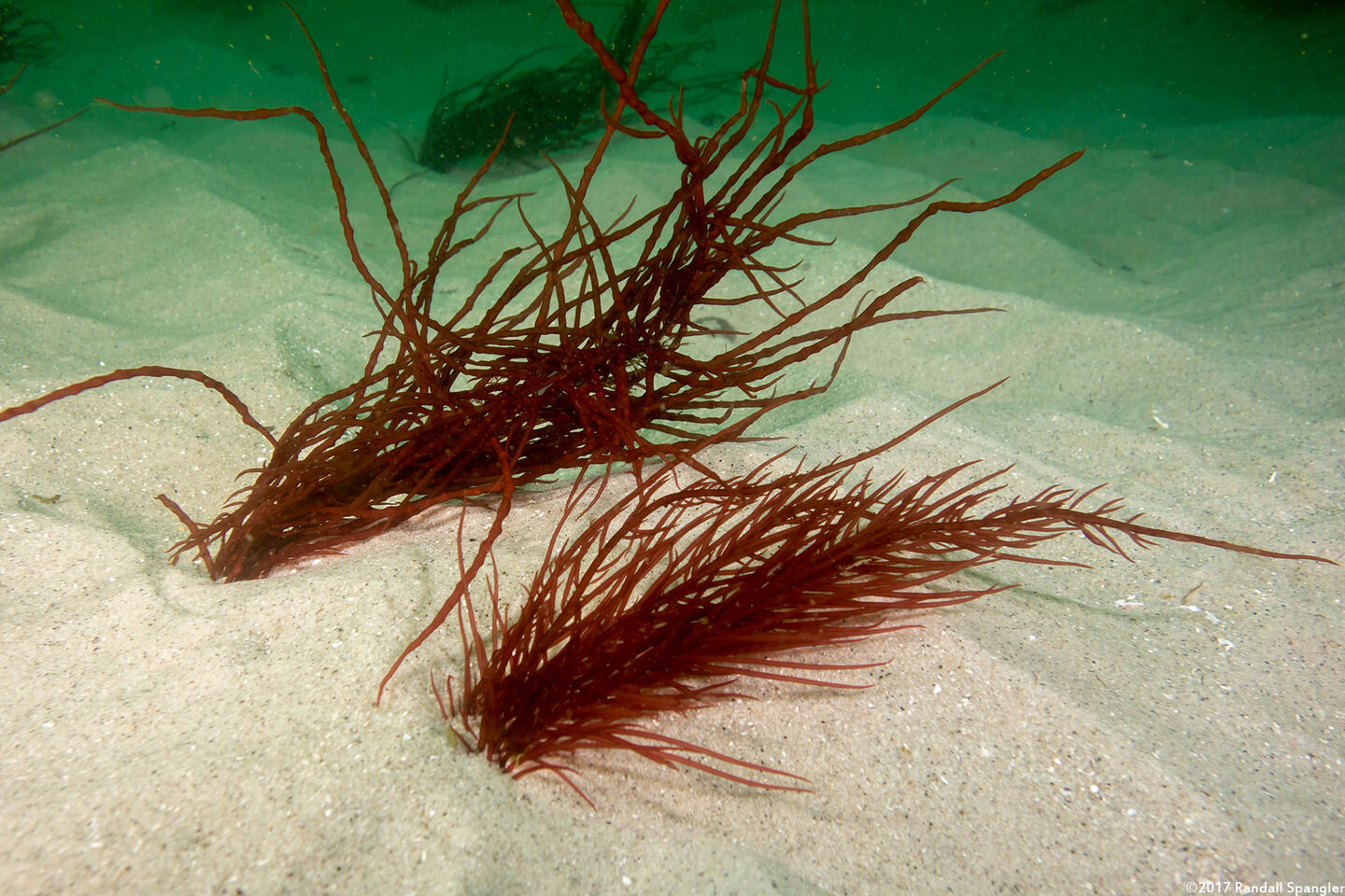 Sarcodiotheca gaudichaudii (Sarcodiotheca Gaudichaudii)