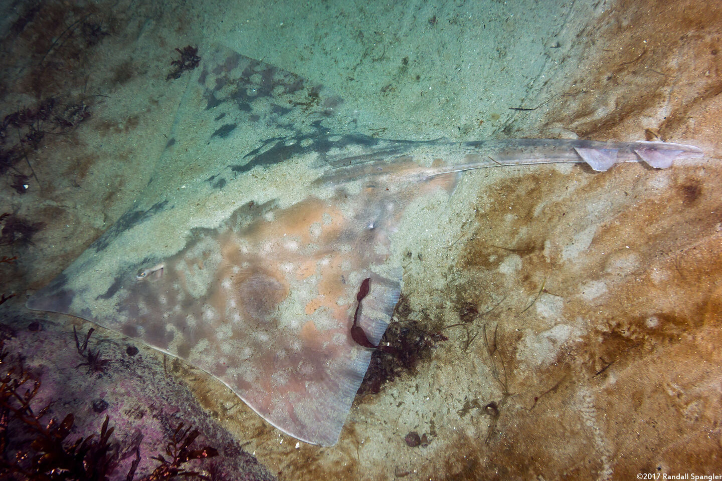 Beringraja binoculata (Big Skate)