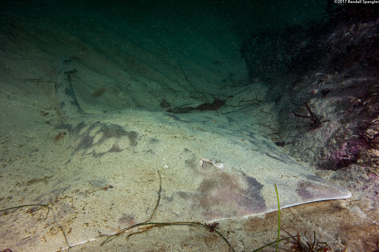 Beringraja binoculata (Big Skate)