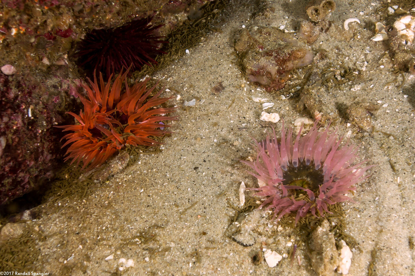 Anthopleura artemisia (Moonglow Anemone)
