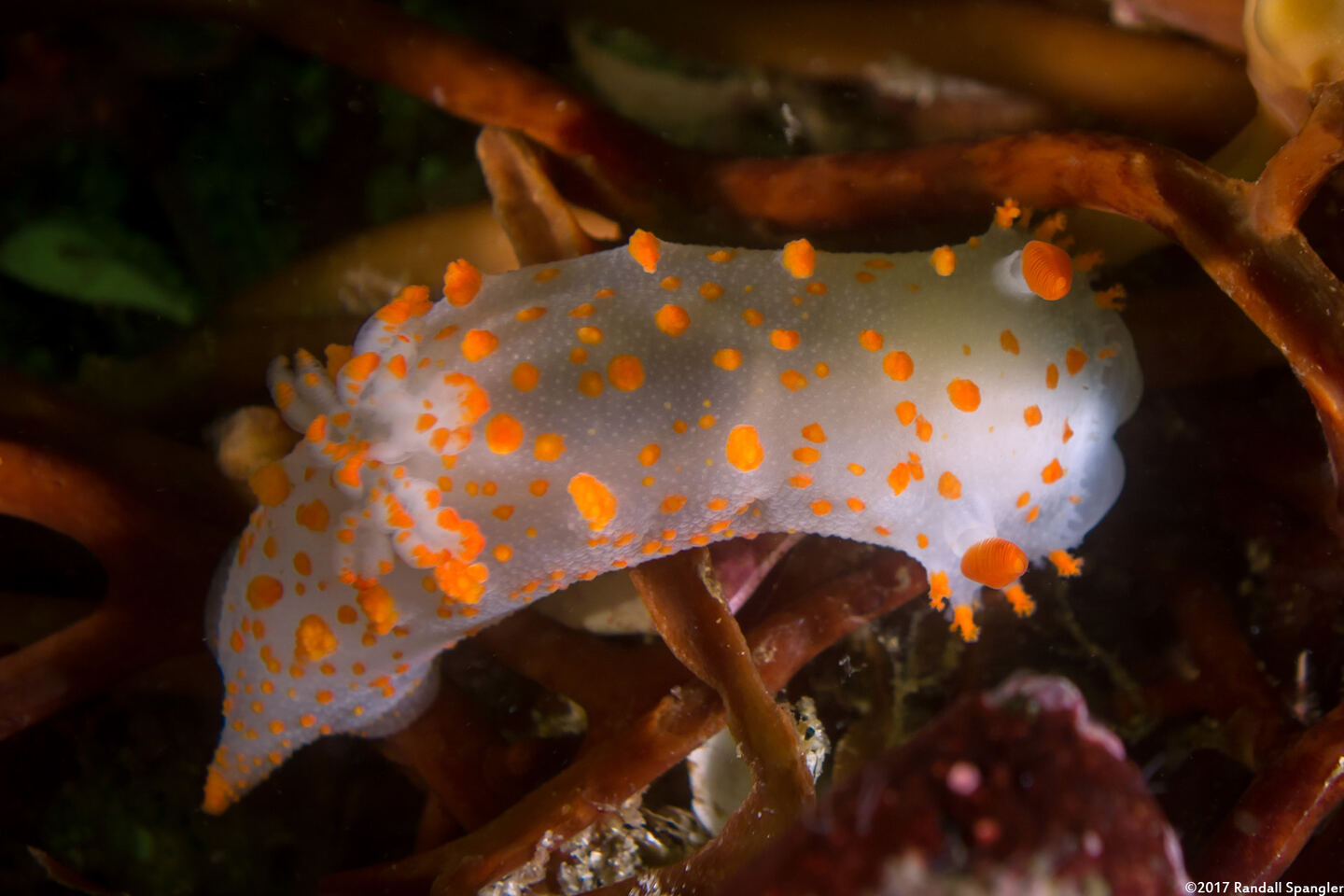 Triopha catalinae (Catalina Triopha)