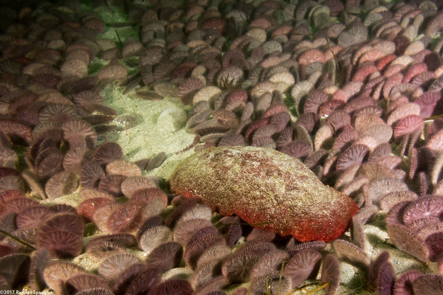 Cryptochiton stelleri (Gumboot Chiton)