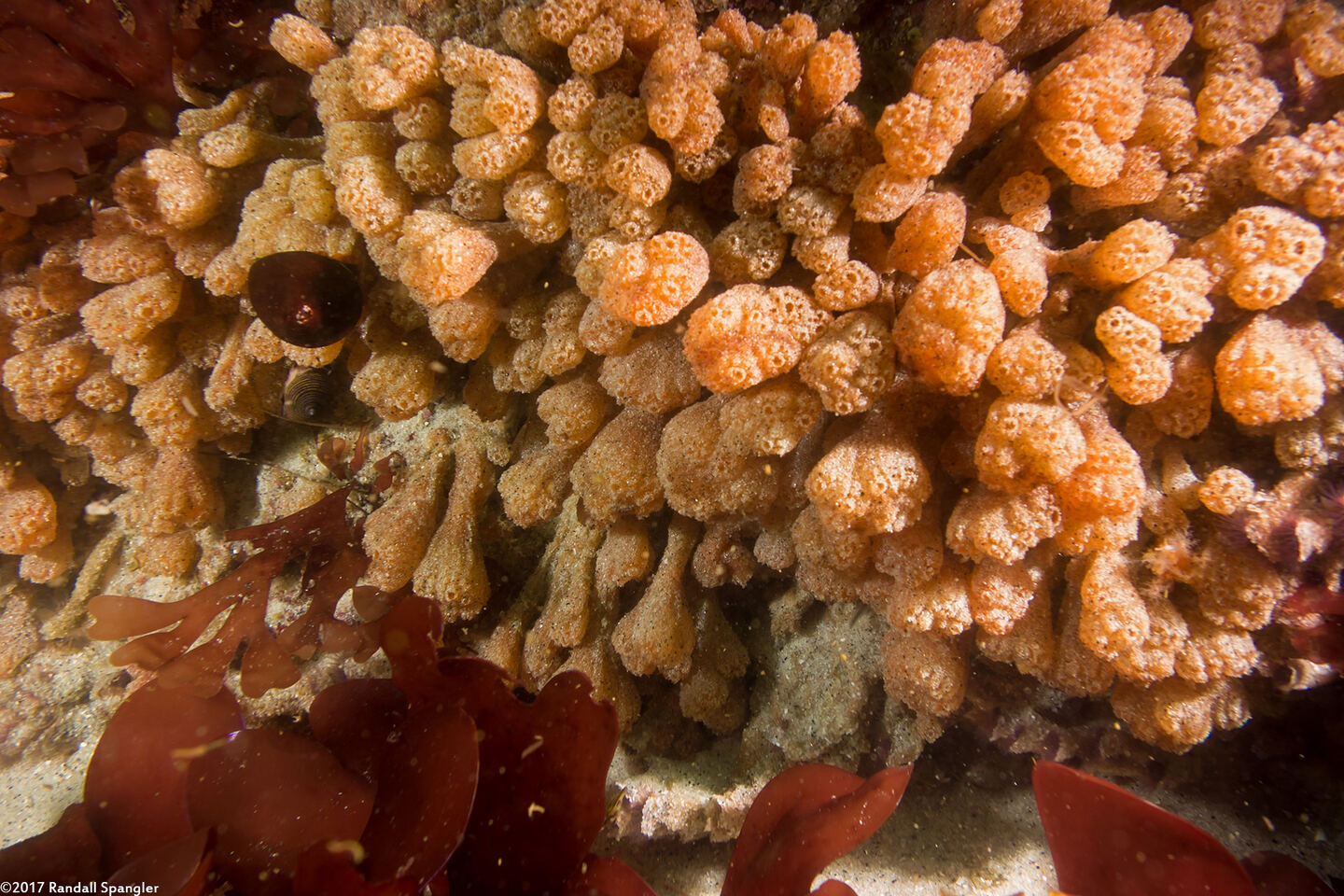 Synoicum parfustis (Synoicum Parfustis)