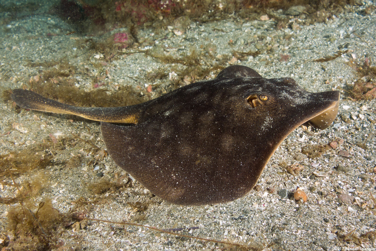 Urobatis halleri (Round Stingray)