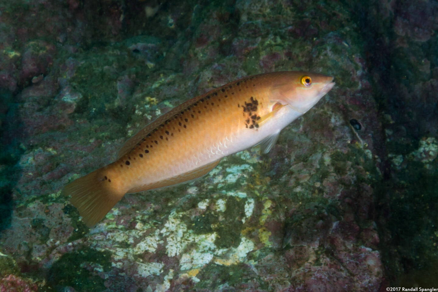 Halichoeres semicinctus (Rock Wrasse)