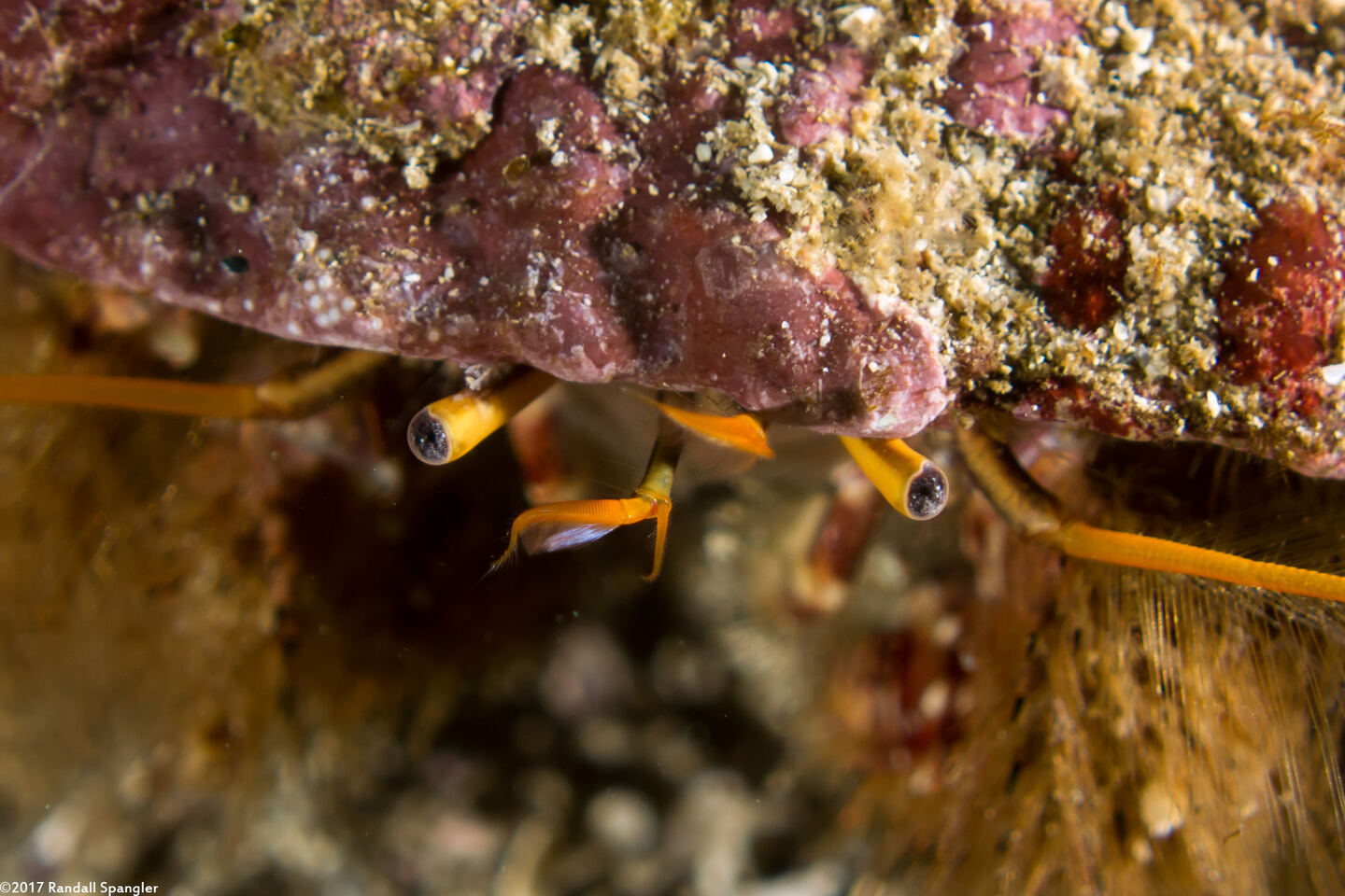 Paguristes ulreyi (Furry Hermit Crab); Close-up of eyes