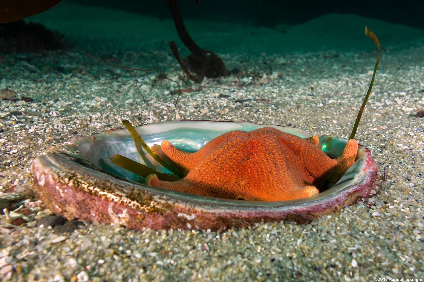 Patiria miniata (Bat Star)