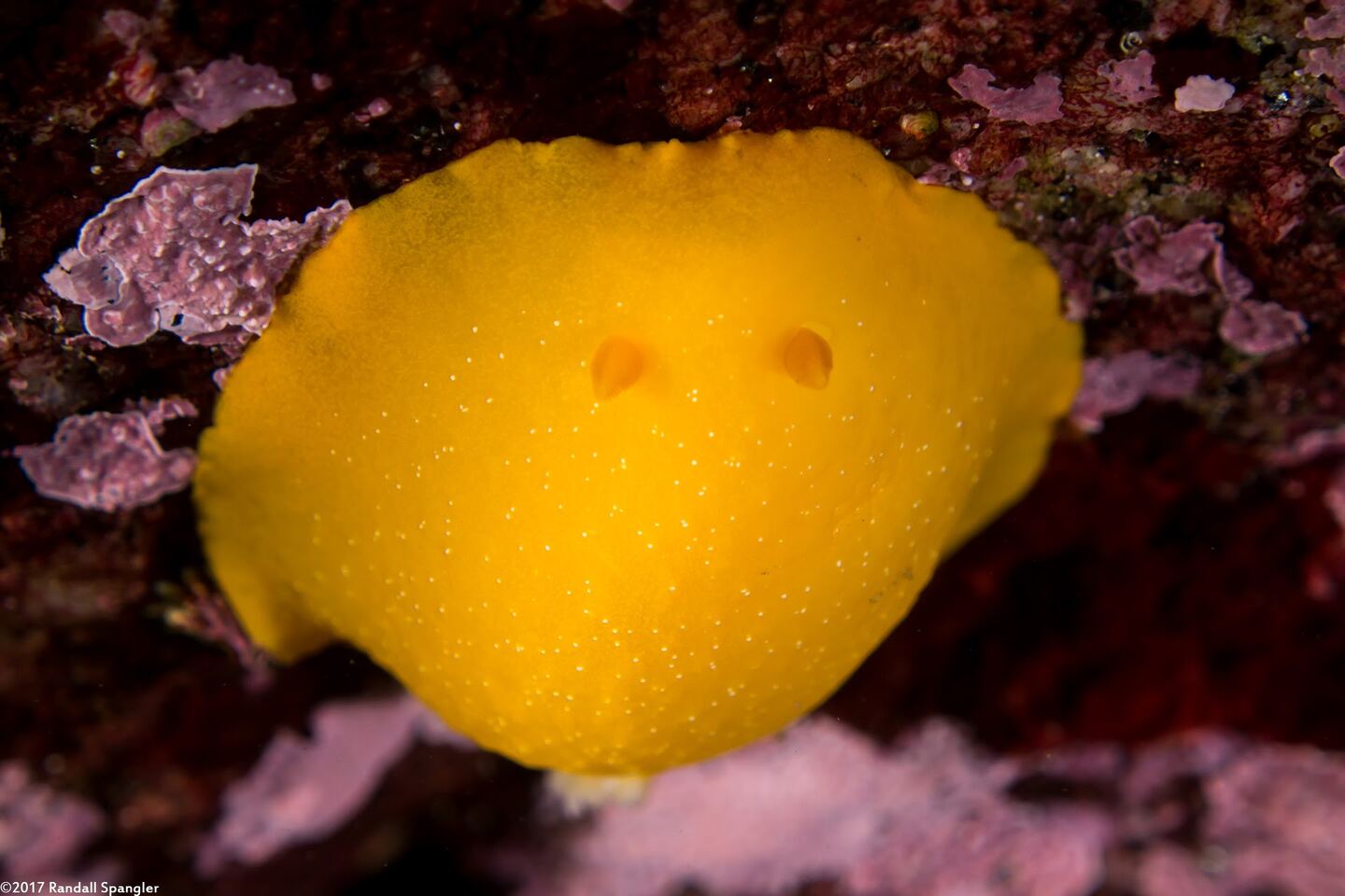 Doriopsilla fulva (White-Speckled Dorid)