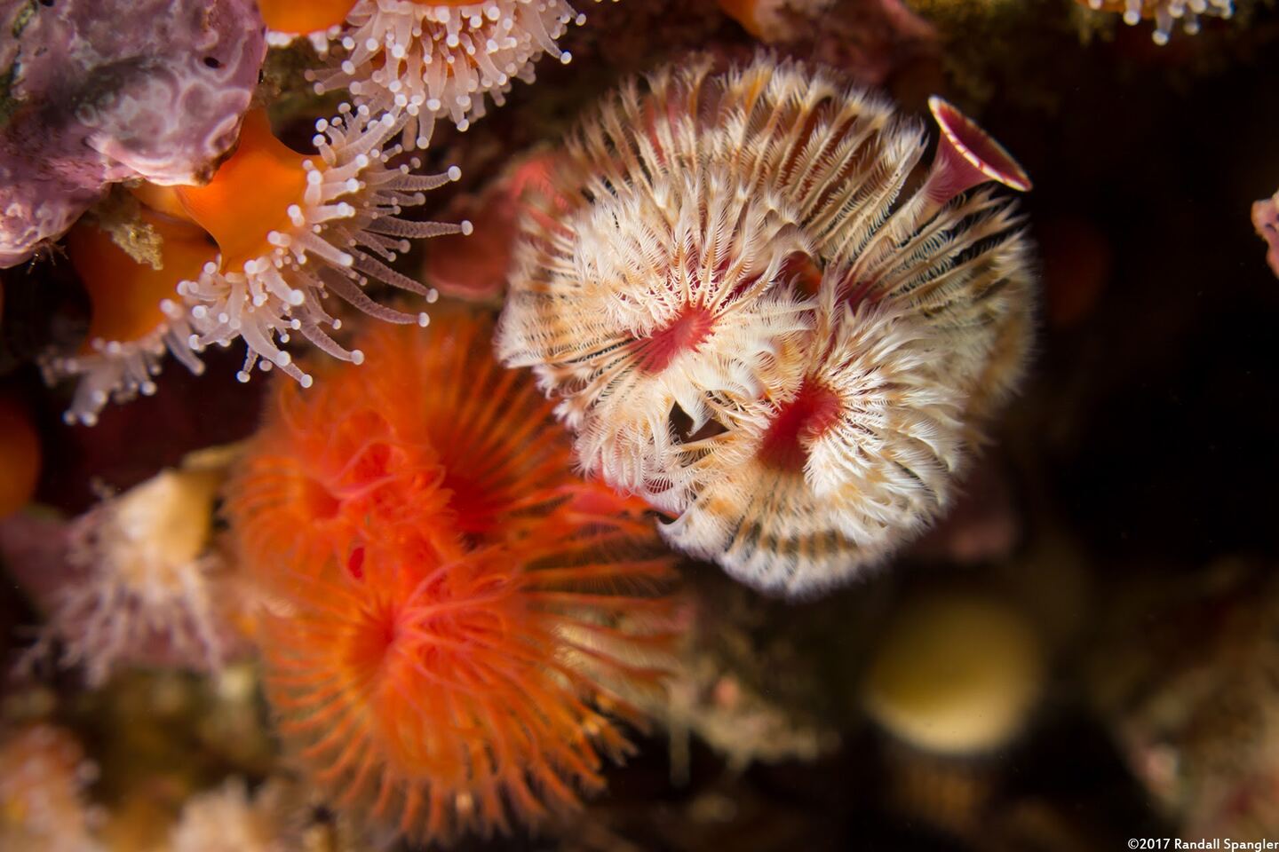 Serpula columbiana (Serpulid Worm)