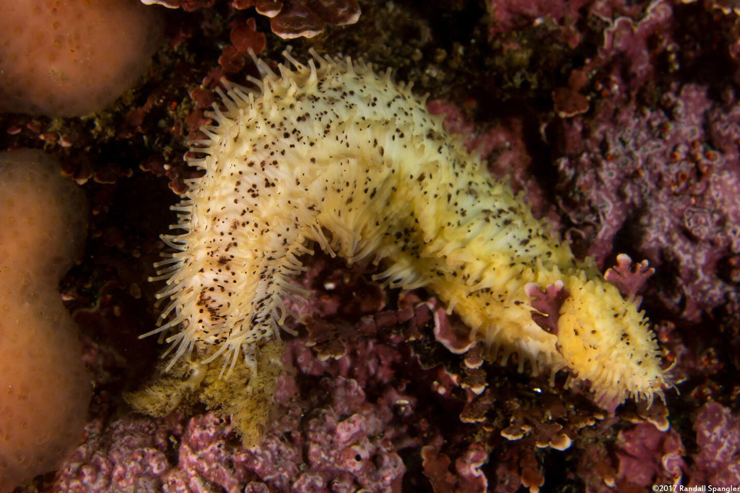 Cucumaria piperata (Peppered Sea Cucumber)