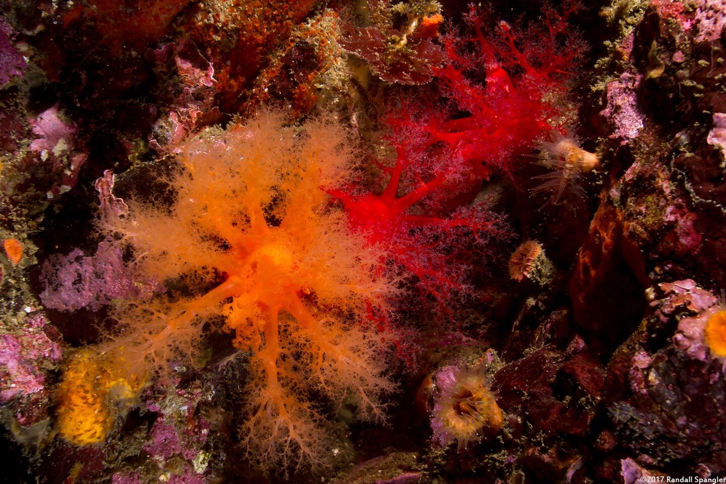Cucumaria miniata (Orange Sea Cucumber)
