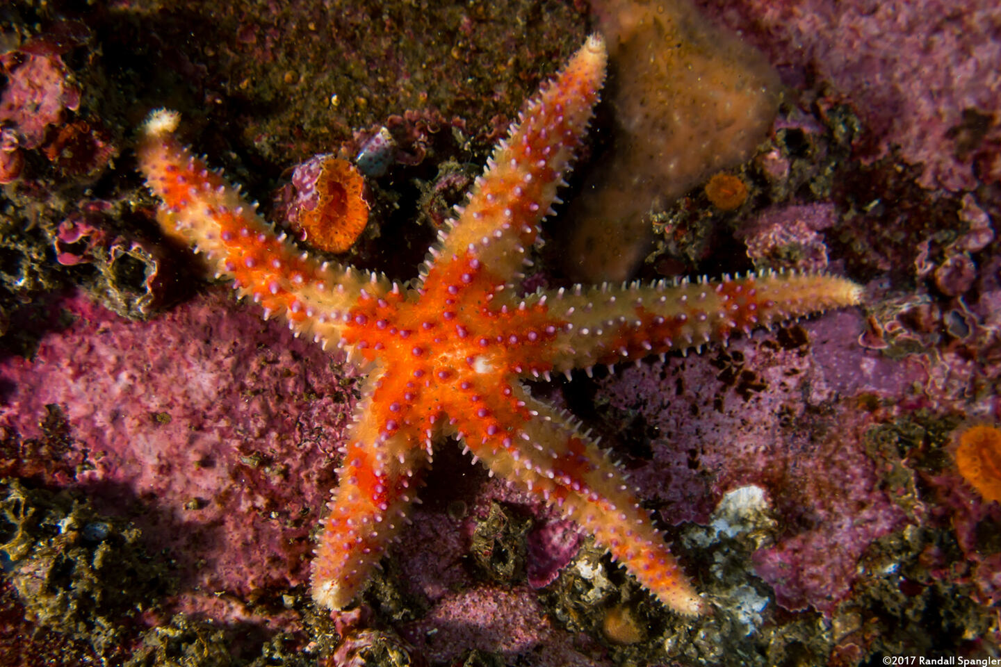 Orthasterias koehleri (Rainbow Star)