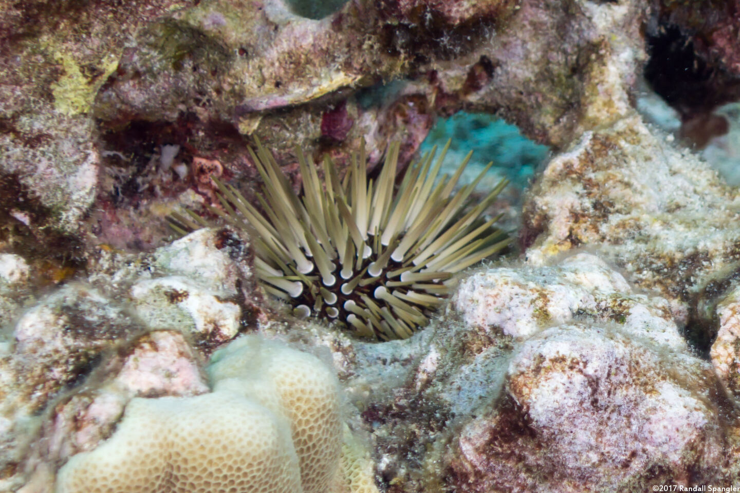 Echinometra mathaei (Rock-Boring Urchin)