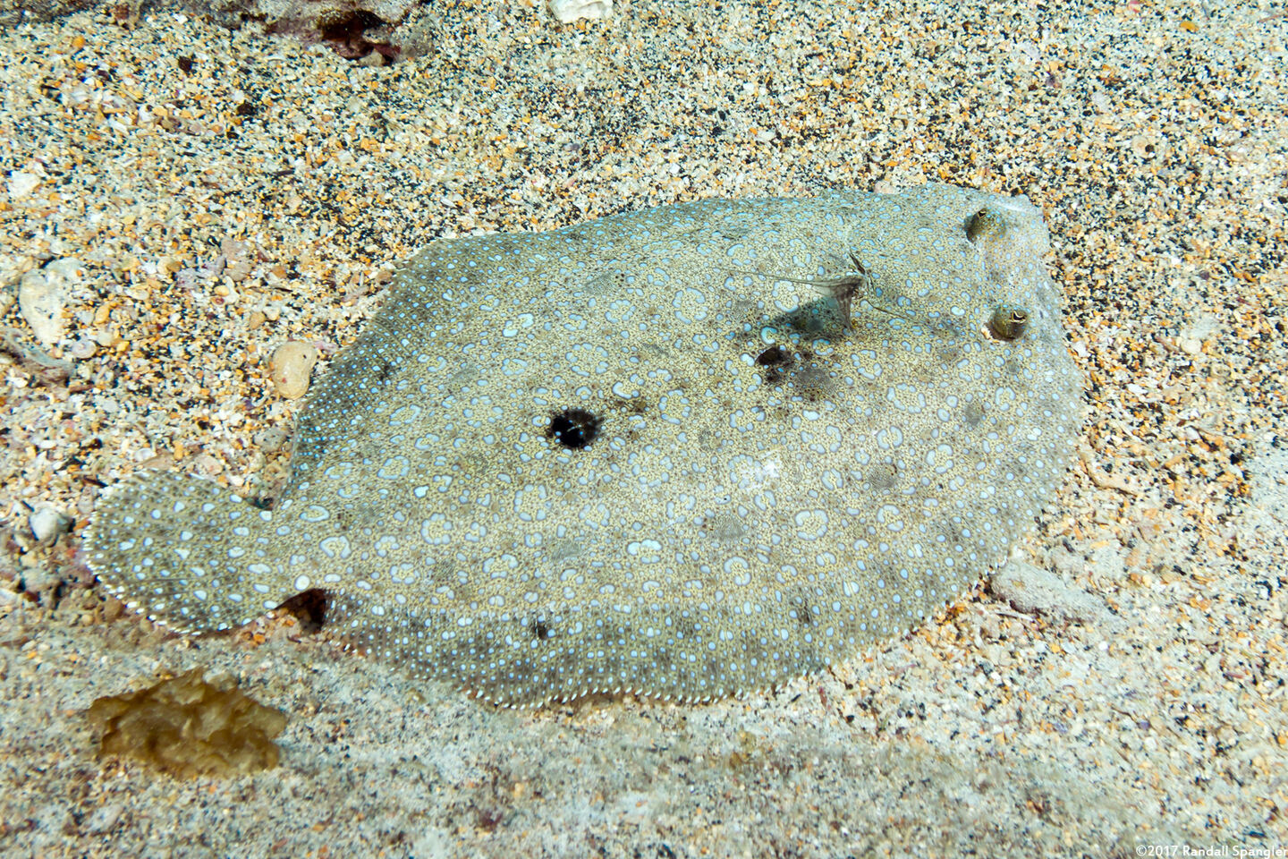 Bothus mancus (Flowery Flounder)