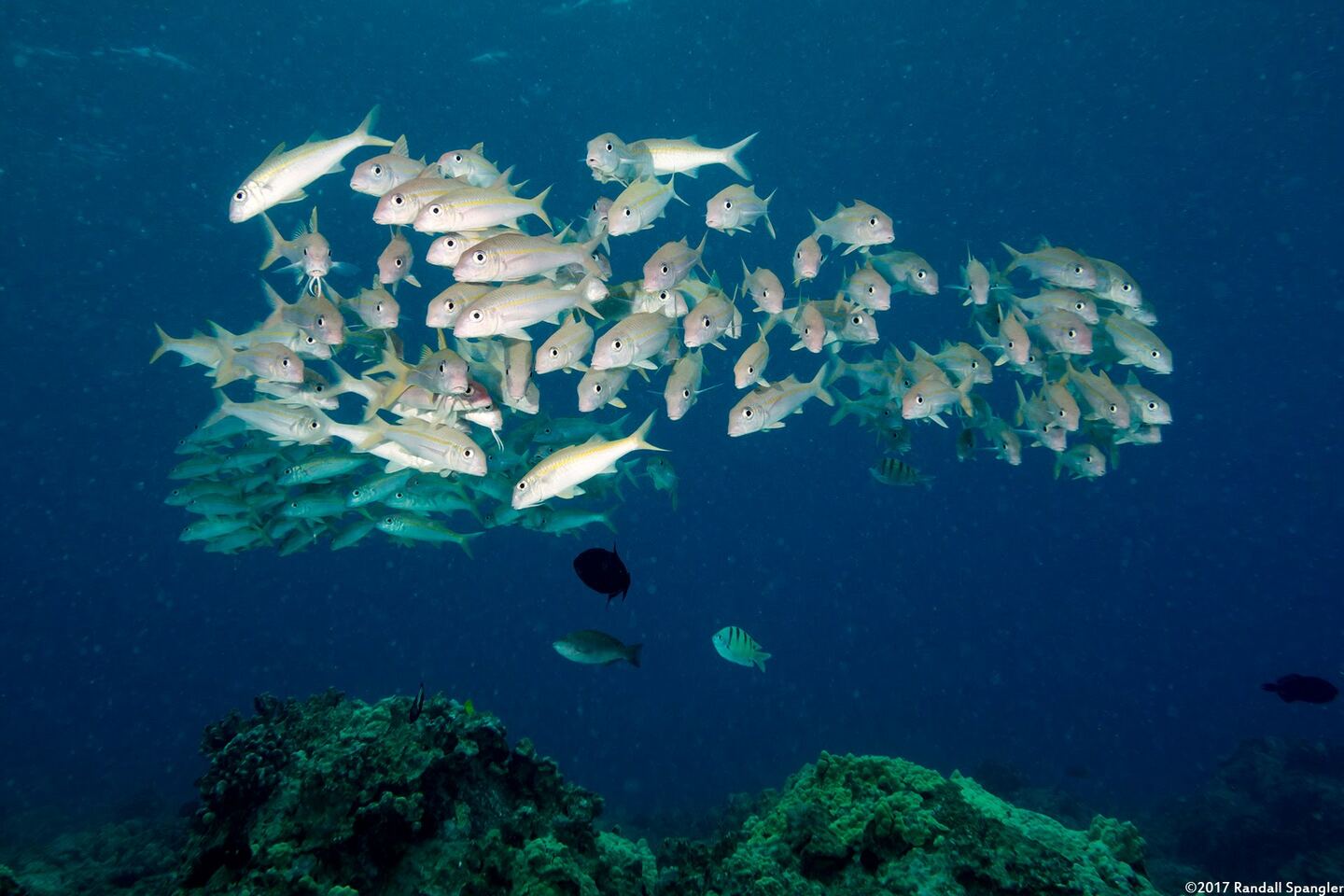 Mulloidichthys vanicolensis (Yellowfin Goatfish)