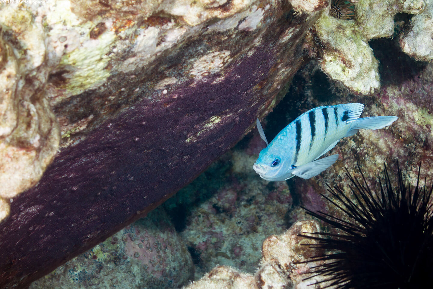 Abudefduf abdominalis (Hawaiian Sergeant)