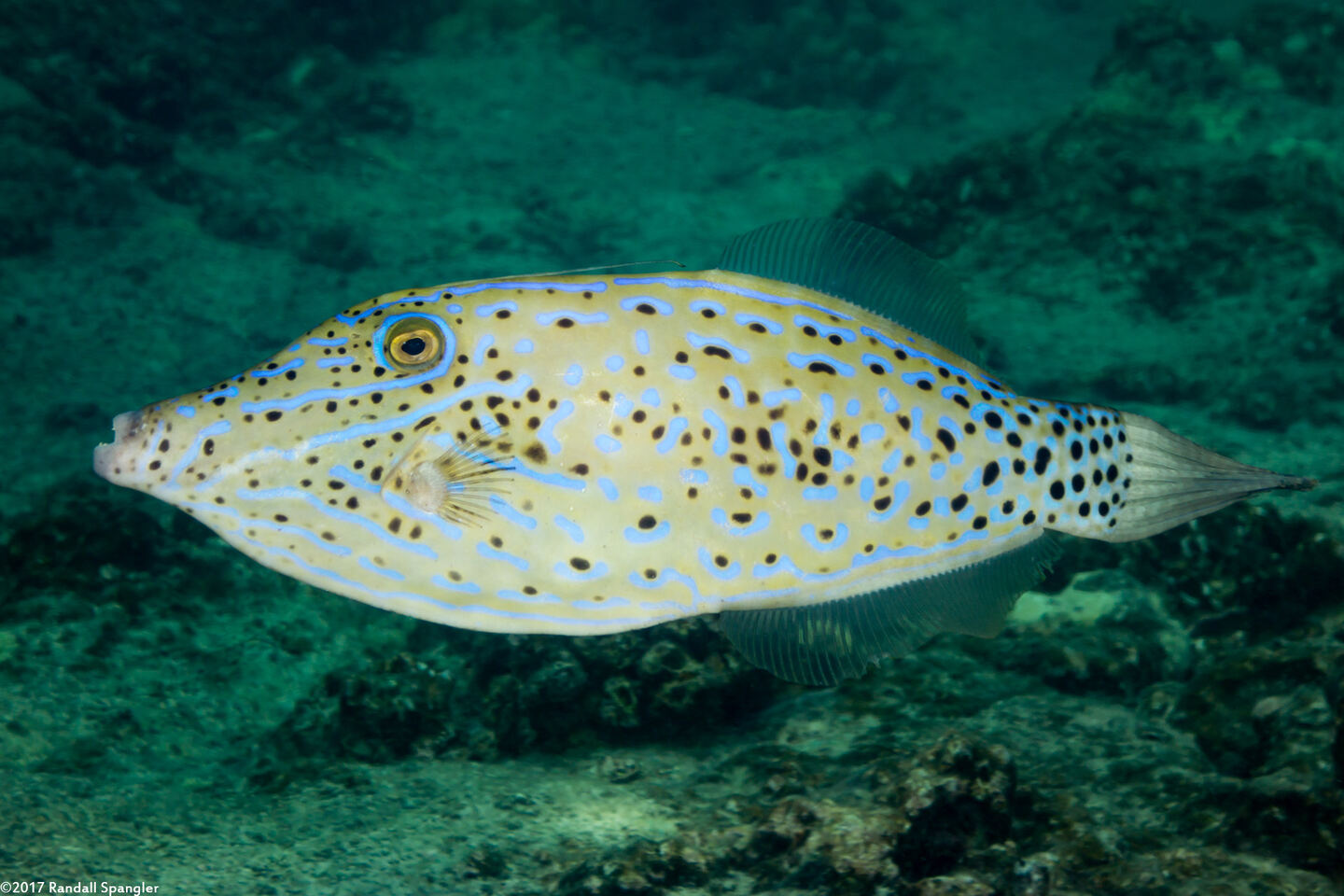 Aluterus scriptus (Scrawled Filefish)