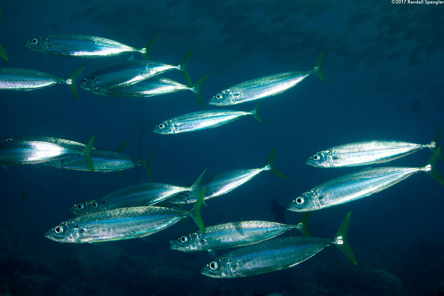 Decapterus macarellus (Mackerel Scad)