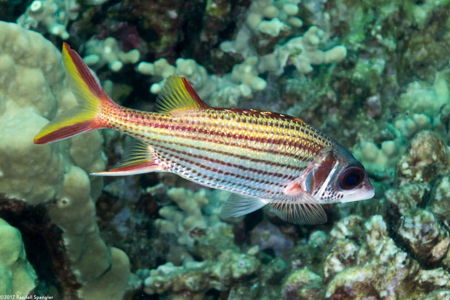 Neoniphon sammara (Spotfin Squirrelfish)