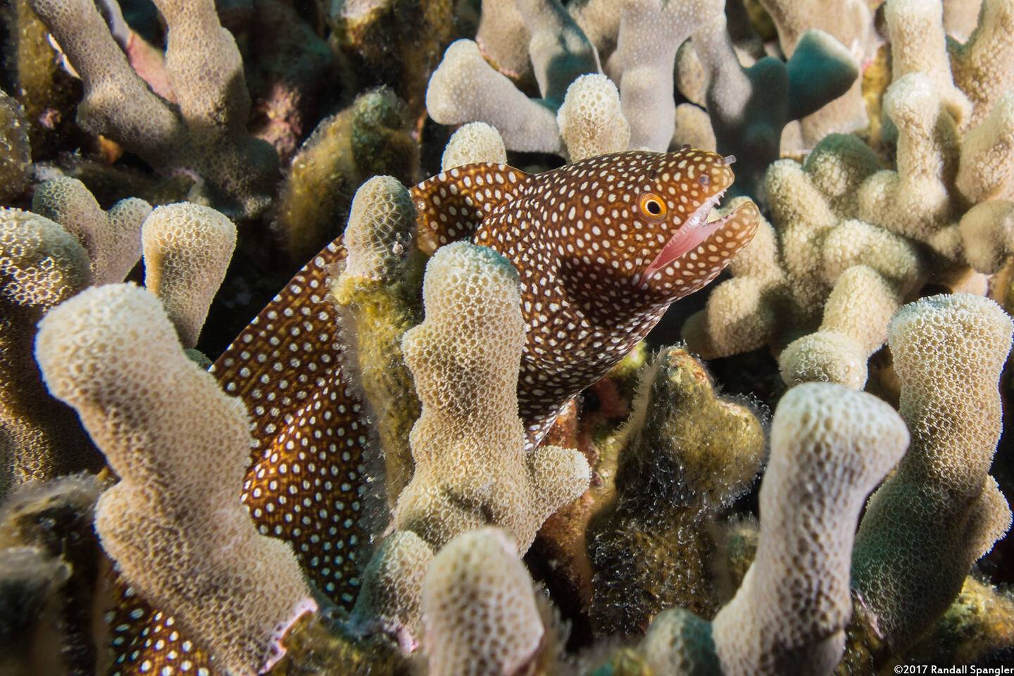 Gymnothorax meleagris (Whitemouth Moray)