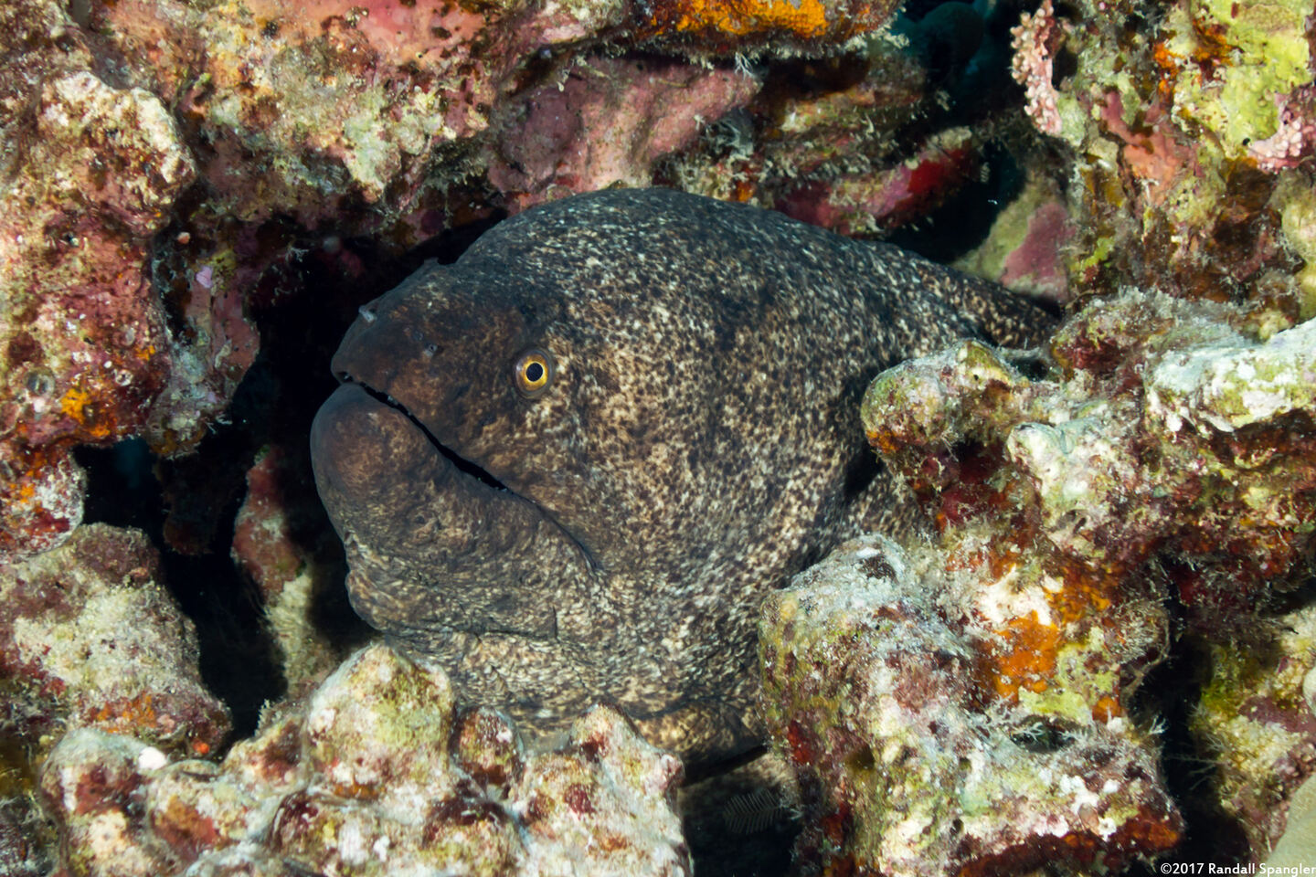 Gymnothorax flavimarginatus (Yellowmargin Moray)