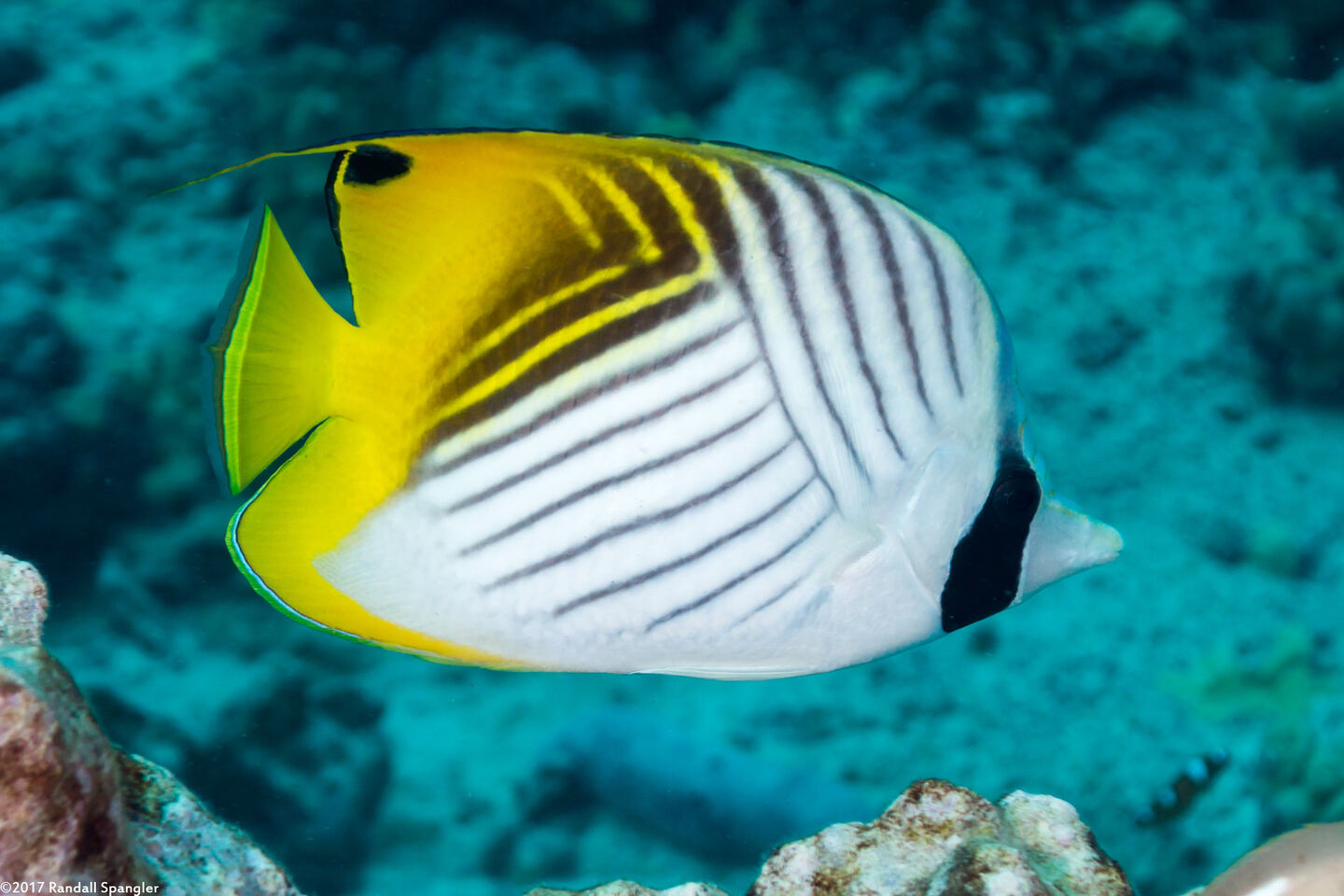 Chaetodon auriga (Threadfin Butterflyfish)