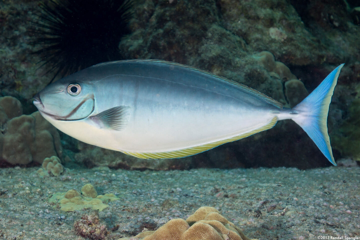 Naso hexacanthus (Sleek Unicornfish)