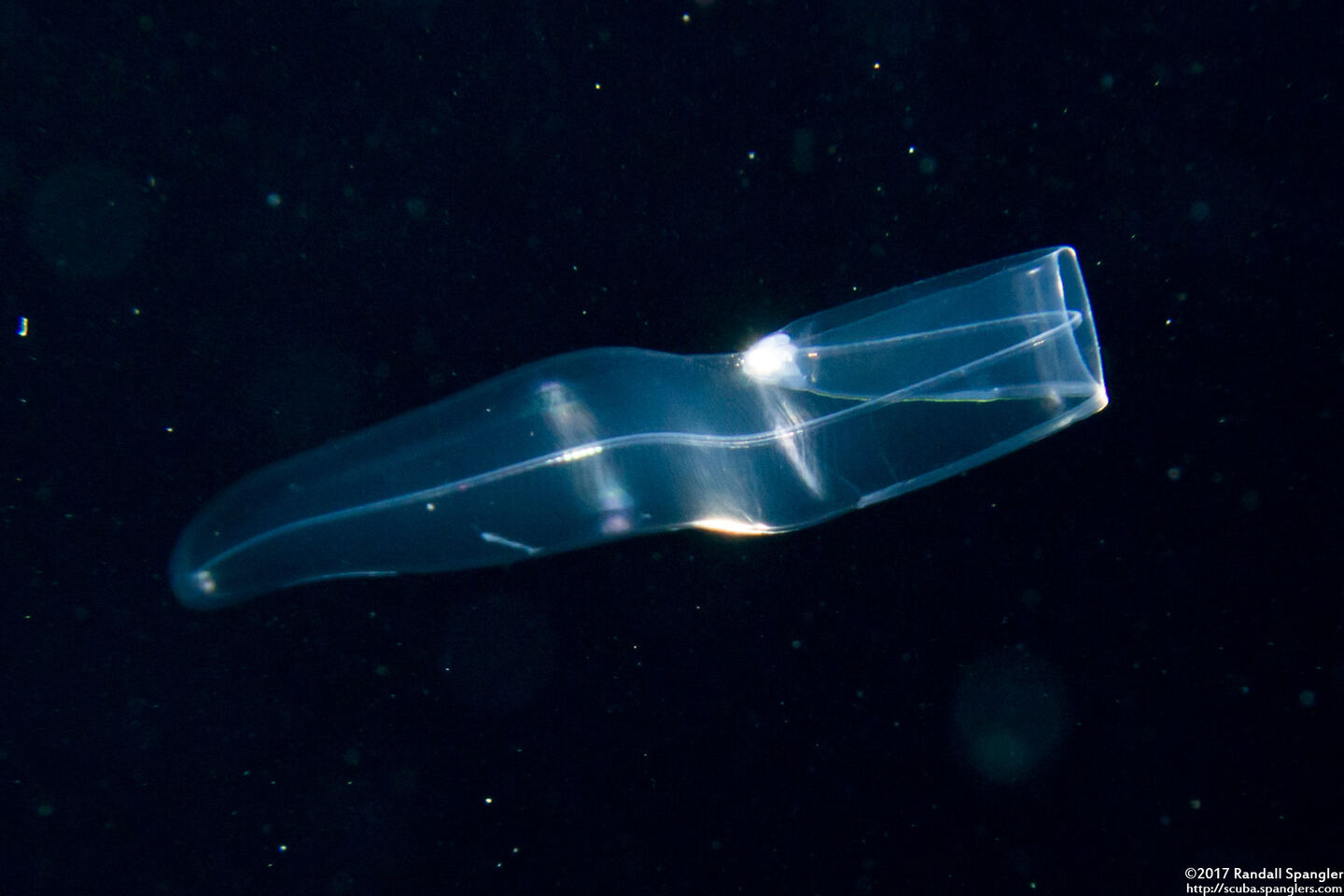 Gymnothorax sp. (Larval Eel)