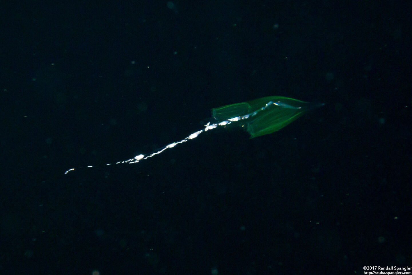 Chelophyes appendiculata (Chelophyes Appendiculata)