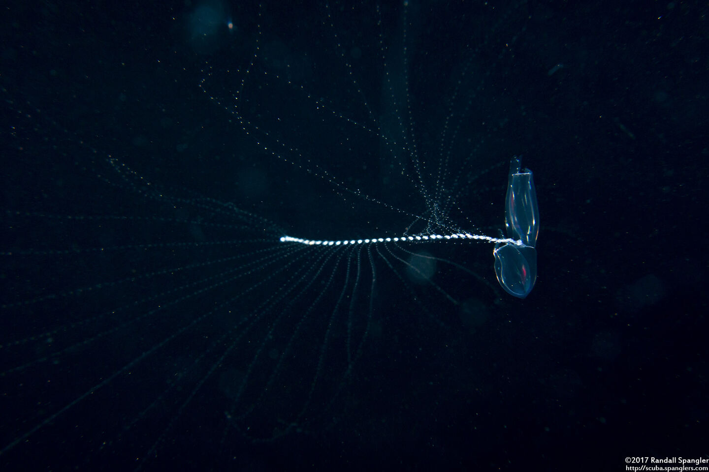 Chelophyes sp.1 (Chelophyes sp.1)