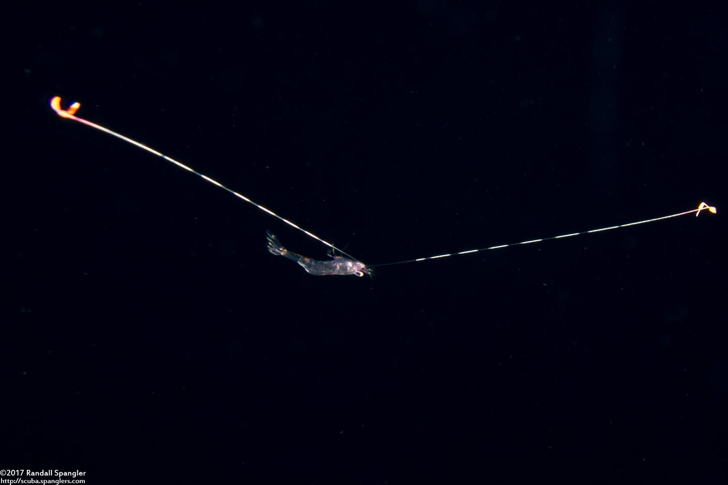 Family Hippolytidae (Larval Hippolytidae Shrimp)