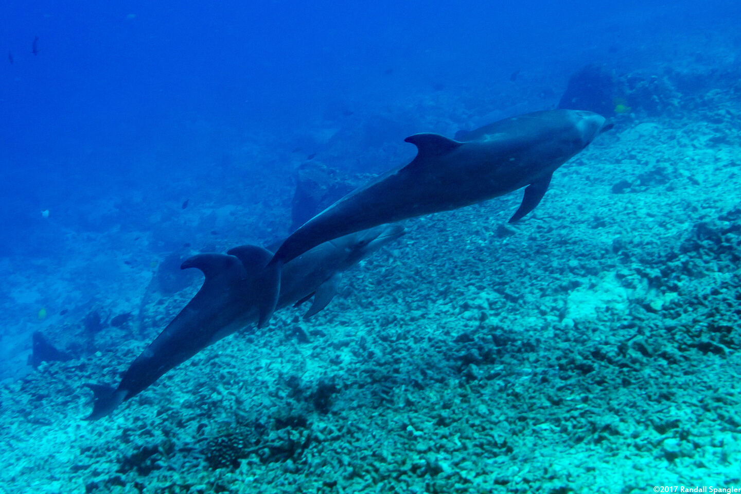 Tursiops truncatus (Bottlenose Dolphin)