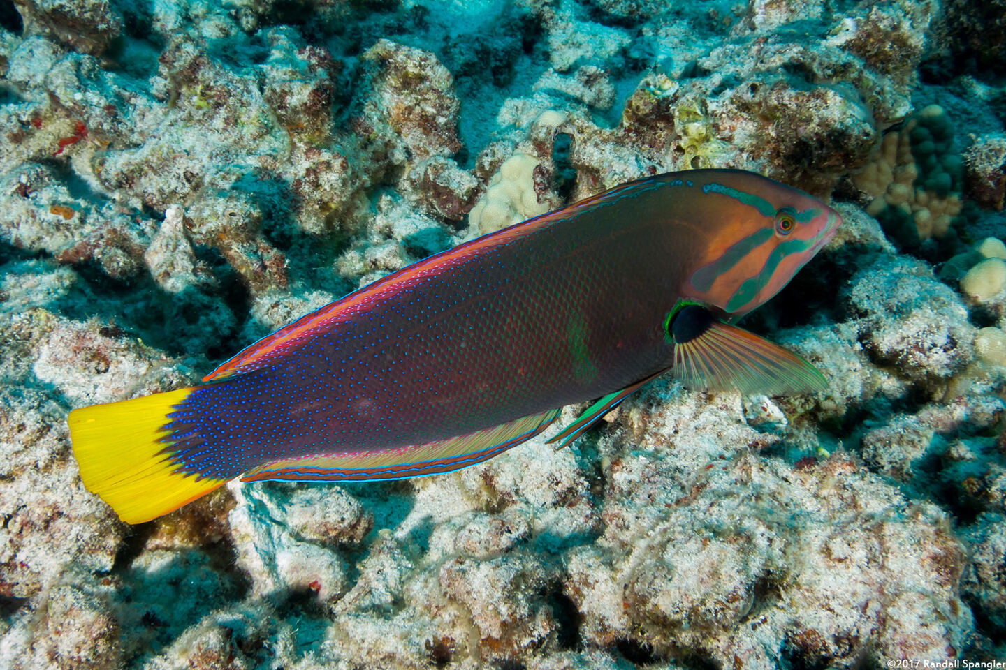 Coris gaimard (Yellowtail Coris)