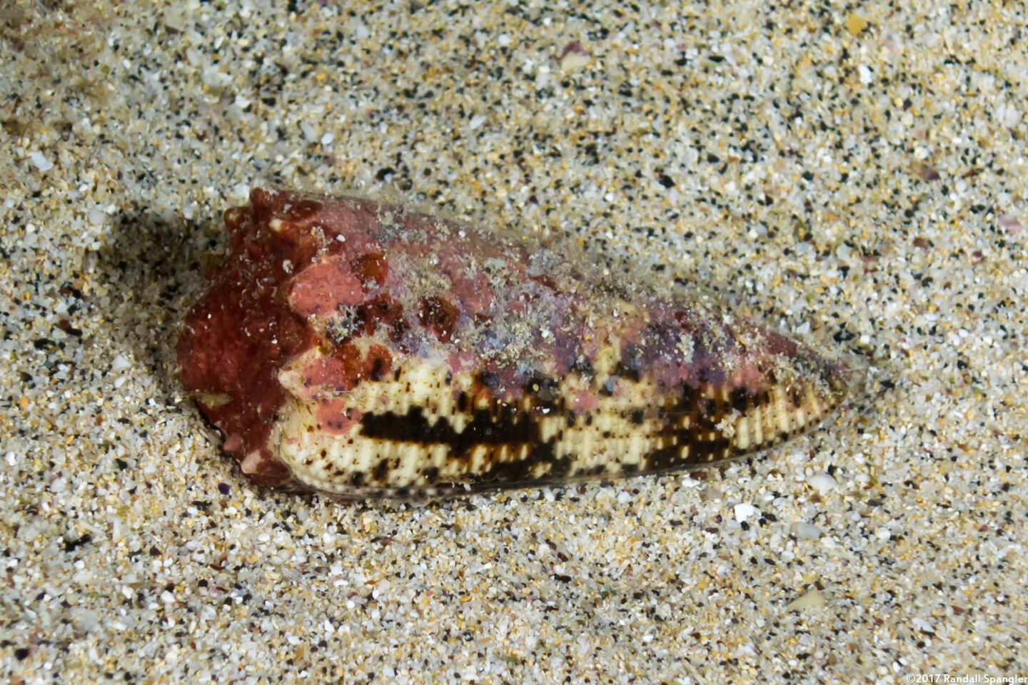 Conus imperialis (Imperial Cone)