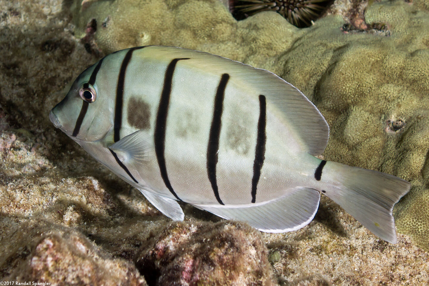 Acanthurus triostegus (Convict Tang); Juvenile in tidepool