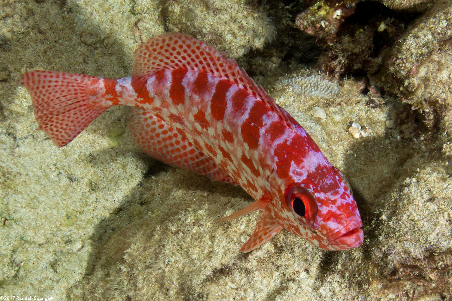 Heteropriacanthus cruentatus (Glasseye)