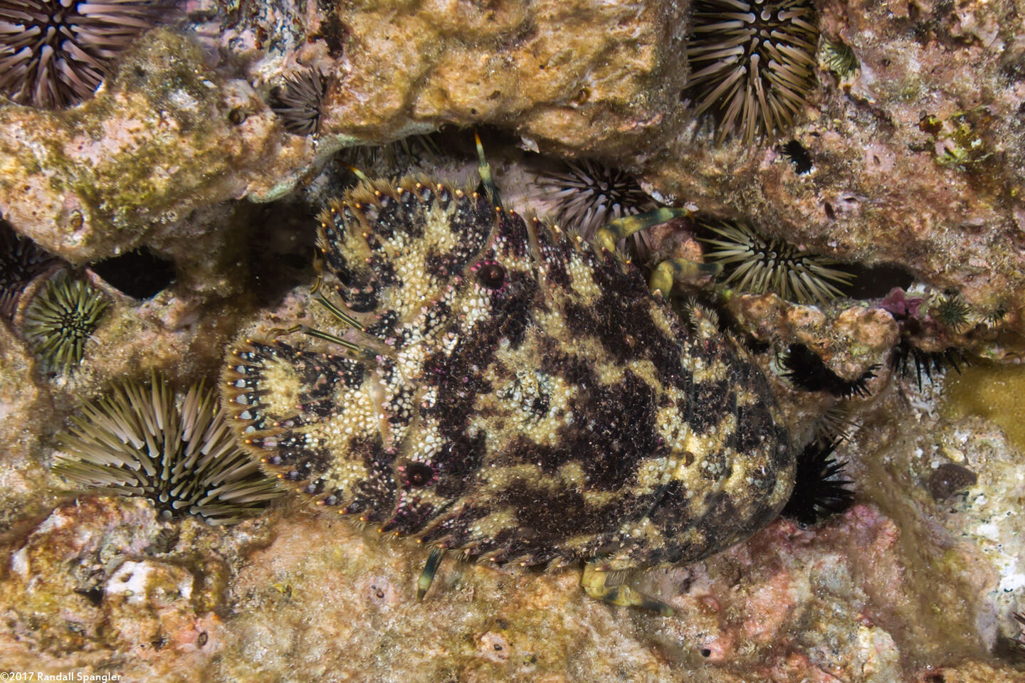 Parribacus antarcticus (Sculptured Slipper Lobster)
