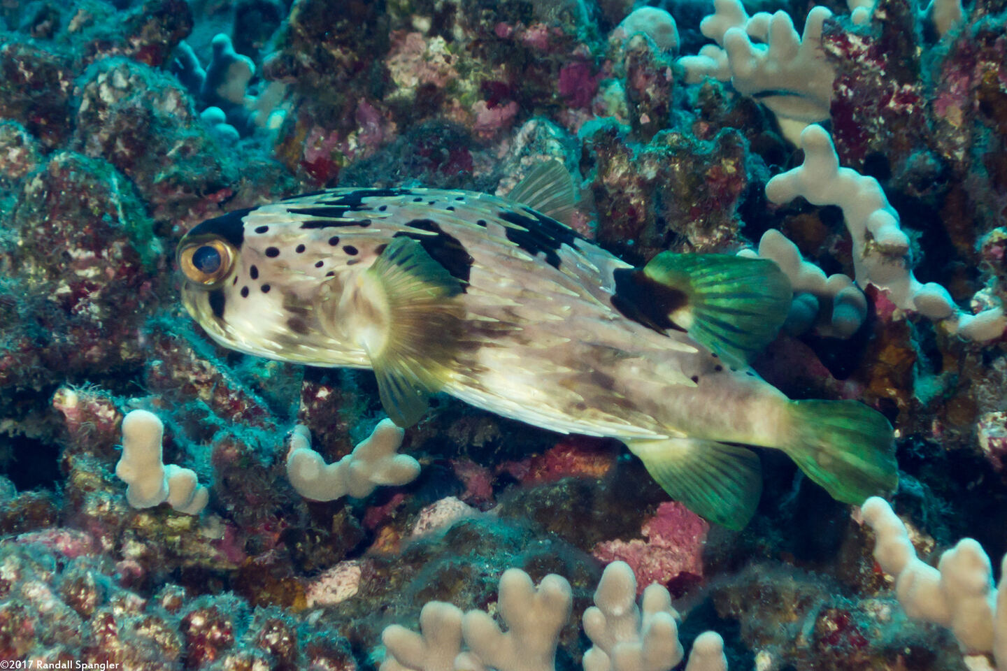 Diodon holocanthus (Longspine Porcupinefish)