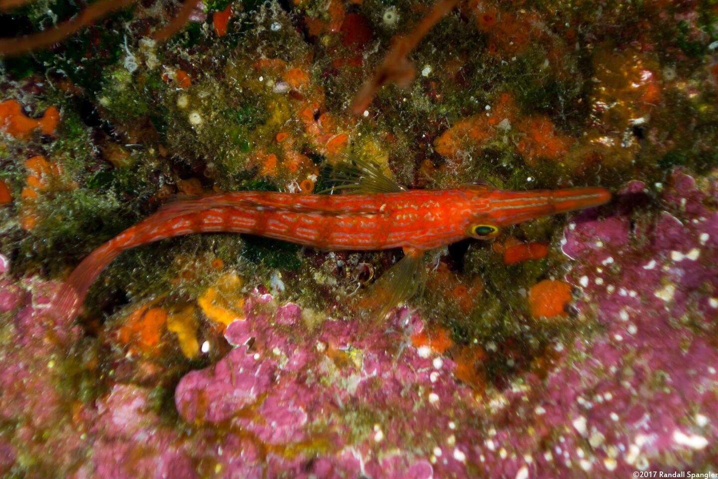 Oxycirrhites typus (Longnose Hawkfish)