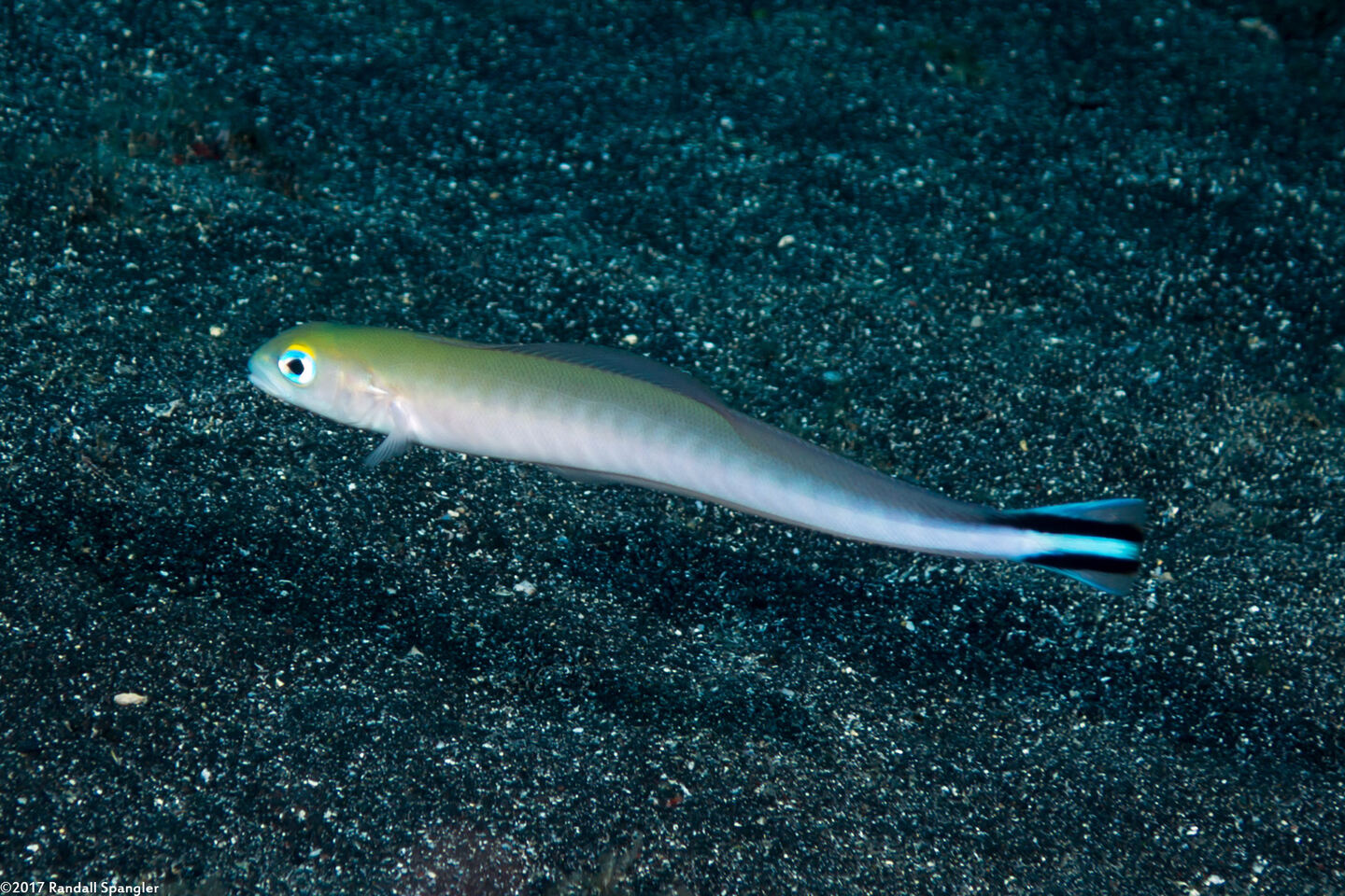 Malacanthus brevirostris (Flagtail Blanquillo)