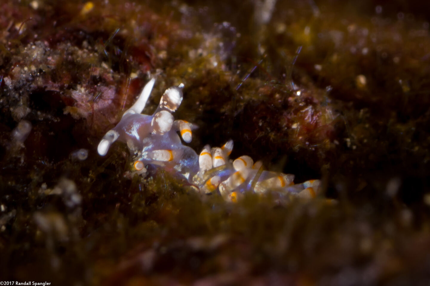 Samla bicolor (Bicolor Nudibranch)