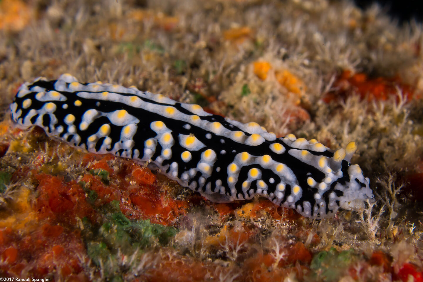 Phyllidia varicosa (Varicose Phyllidia)