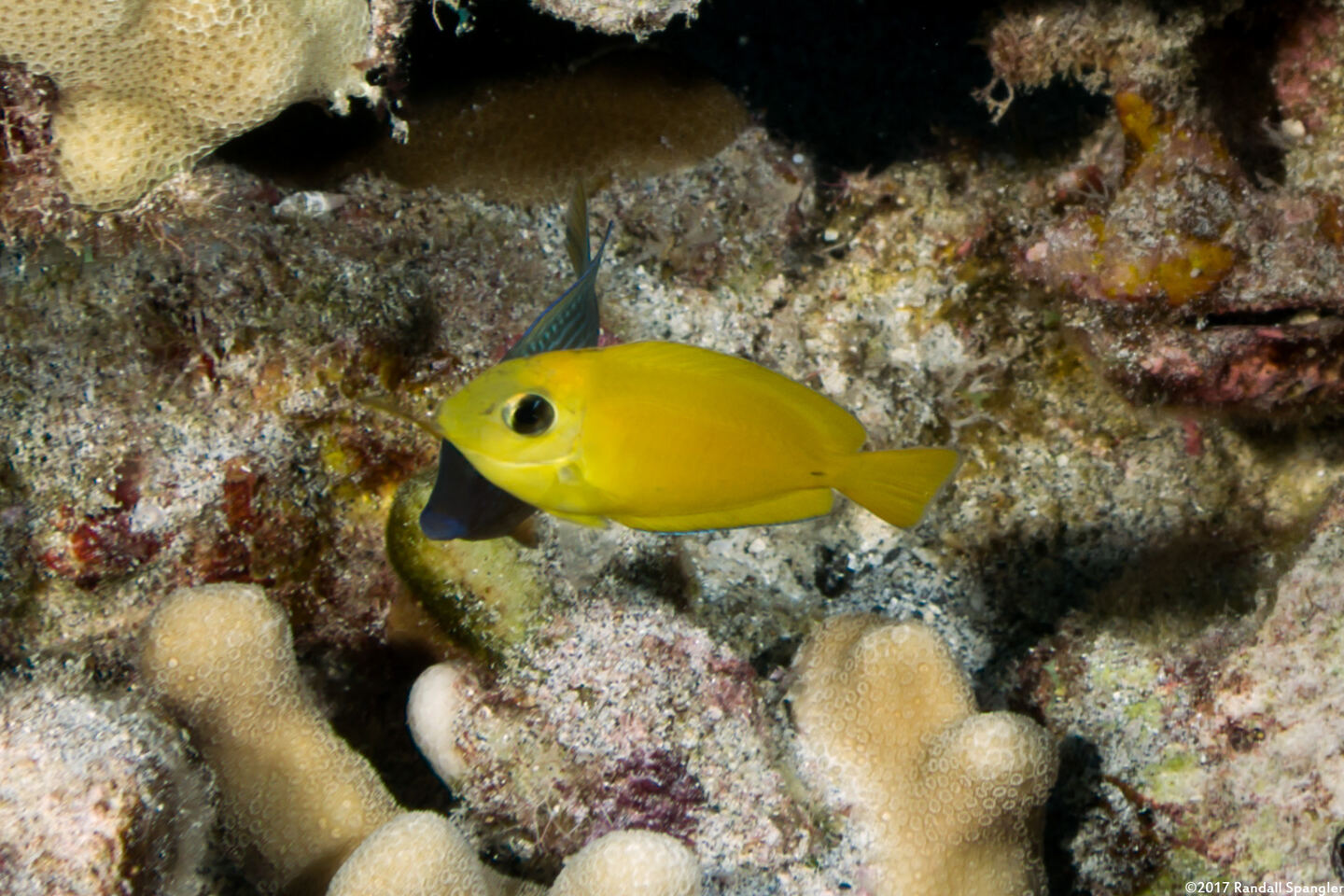 Acanthurus olivaceus (Orangeband Surgeonfish)